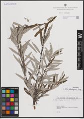 Foto von Salix eleagnos Scop.
